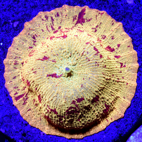 *WYSIWYG CORAL* Bleeding Gold Jawbreaker Mushroom *WYSIWYG CORAL* Bleeding Gold Jawbreaker Mushroom
