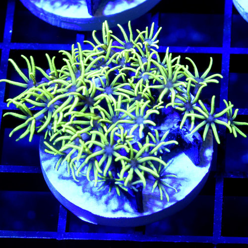 *CORAL* Electric Green Star Polyp M *CORAL* Electric Green Star Polyp M