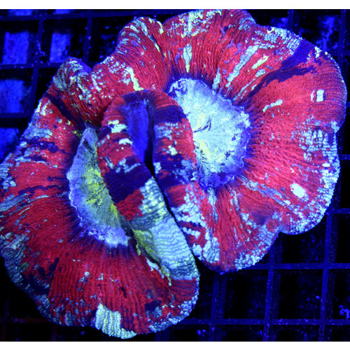 *WYSIWYG CORAL* Red & Green Trachy *WYSIWYG CORAL* Red & Green Trachy