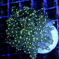 ■Yellow Tipped Frogspawn S