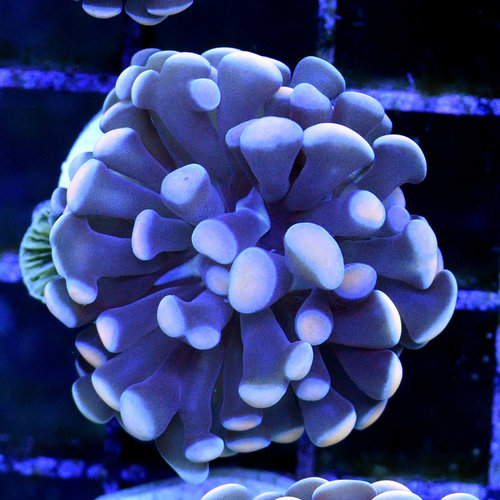 *CORAL* Orange Tip Grape Hammer S *CORAL* Orange Tip Grape Hammer S