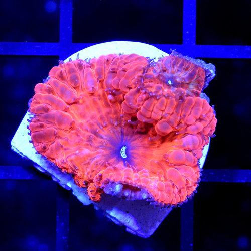 *CORAL* Fire Truck Blasto S *CORAL* Fire Truck Blasto S