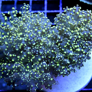 *CORAL* Yellow Tipped Frogspawn L