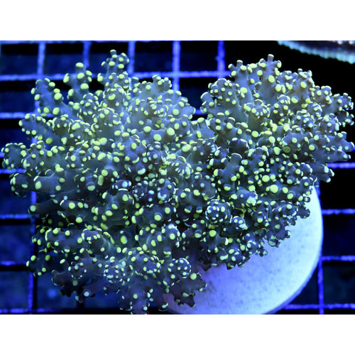 *CORAL* Yellow Tipped Frogspawn L *CORAL* Yellow Tipped Frogspawn L