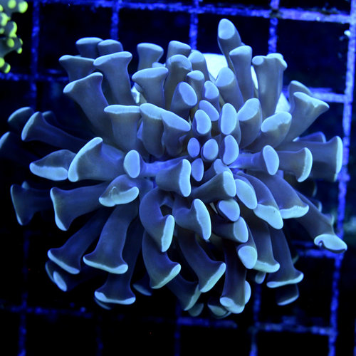 *CORAL* Blue Tip Grape Hammer S *CORAL* Blue Tip Grape Hammer S