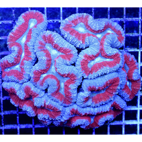 *WYSIWYG CORAL* Ice Fire Lobophyllia *WYSIWYG CORAL* Ice Fire Lobophyllia