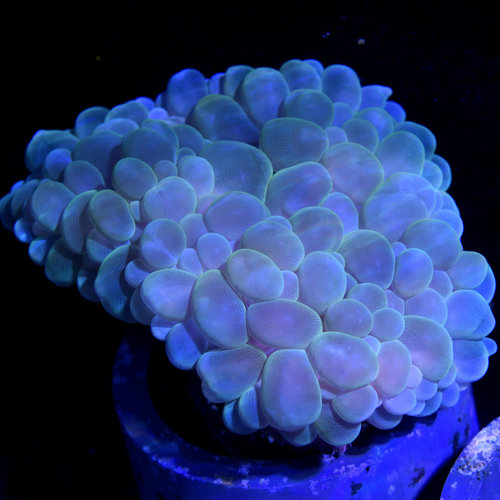 *CORAL* Blue Bubble Coral L *CORAL* Blue Bubble Coral L