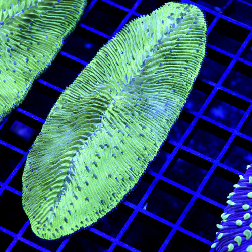 *CORAL* Neon Green Tongue Plate M *CORAL* Neon Green Tongue Plate M