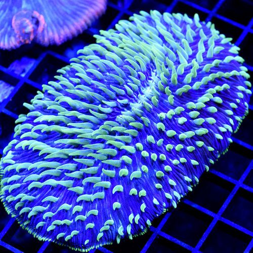 *WYSIWYG CORAL* Purple & Green Tongue Plate *WYSIWYG CORAL* Purple & Green Tongue Plate