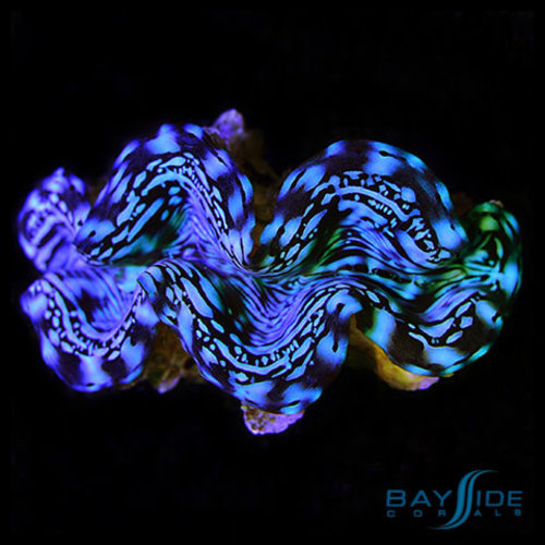 *CORAL* Squamosa Ultra Blue Clam L *CORAL* Squamosa Ultra Blue Clam L