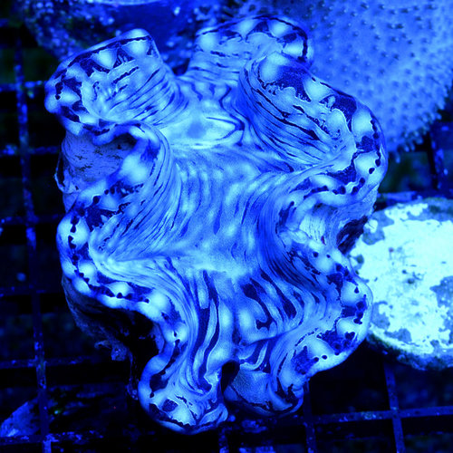 *CORAL* Squamosa Ultra Blue Clam M *CORAL* Squamosa Ultra Blue Clam M