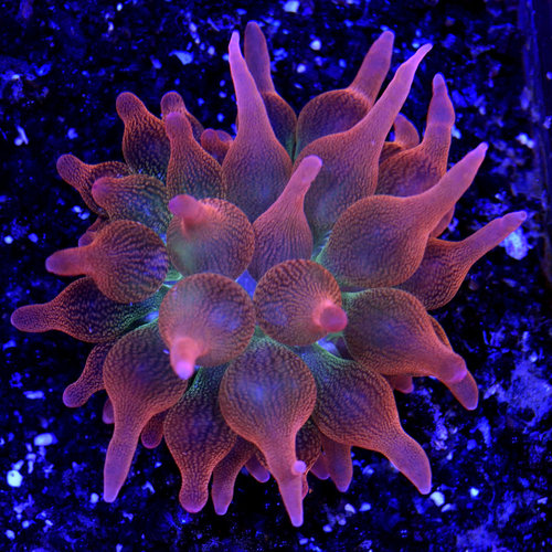 Rose Bubble Tip S Rose Bubble Tip S