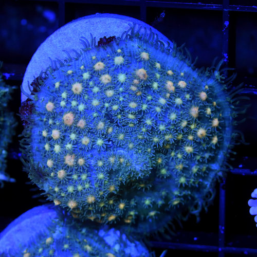 *CORAL* Skream Mushroom *CORAL* Skream Mushroom