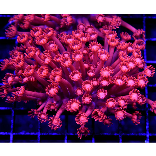 *CORAL* Red Goniopora M *CORAL* Red Goniopora M