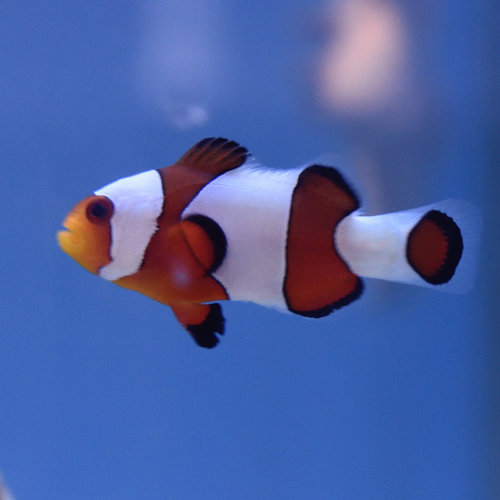 Wide Bar Gladiator Clownfish Wide Bar Gladiator Clownfish