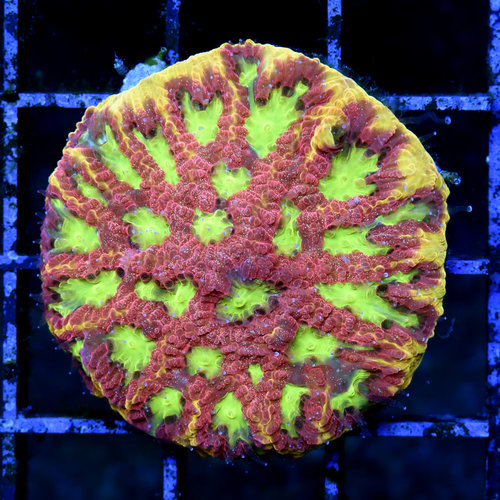 *WYSIWYG CORAL* Day Glow Favia *WYSIWYG CORAL* Day Glow Favia