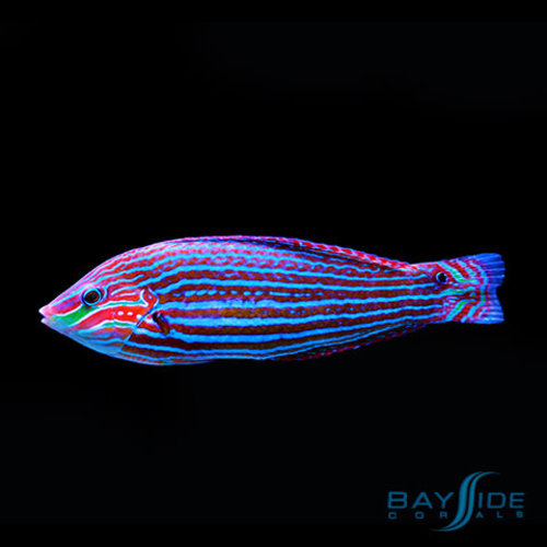 Melanurus Wrasse