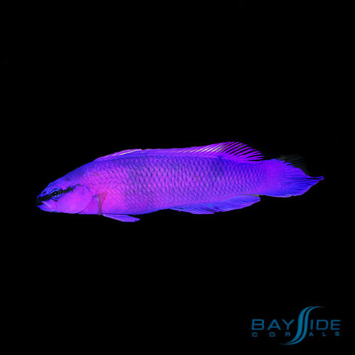 Orchid Dottyback Orchid Dottyback
