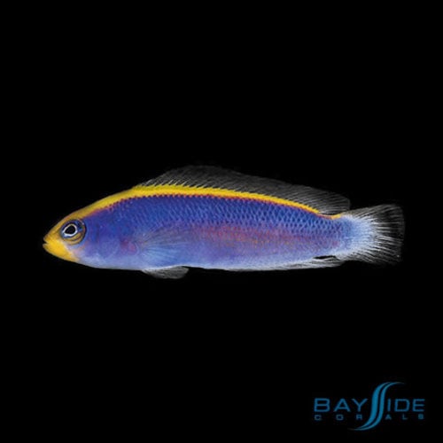 Sunrise Dottyback