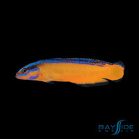 Neon Dottyback