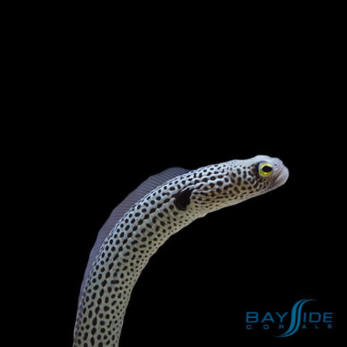 Garden Spotted Eel