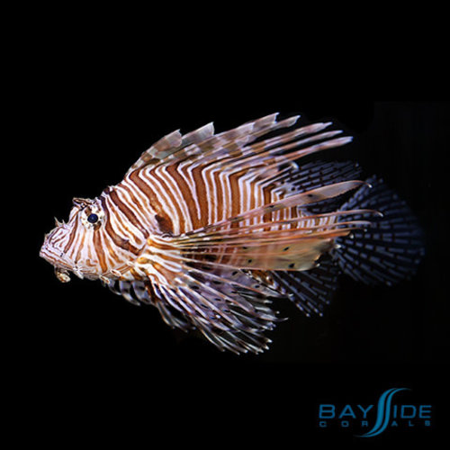 Volitan Lionfish Volitan Lionfish