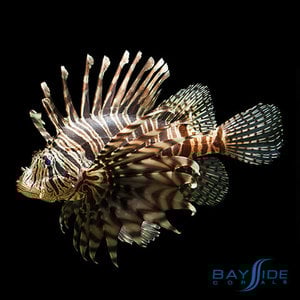 Zebra Lionfish