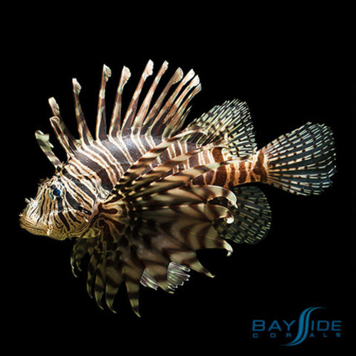 Zebra Lionfish