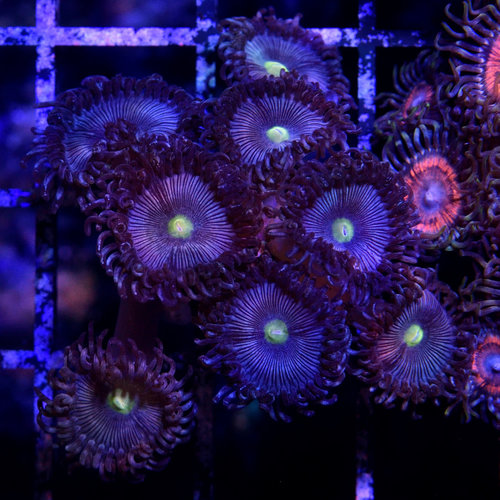 *CORAL* Smurf Zoanthid