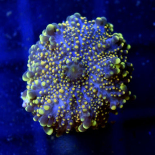 *CORAL* Yellow Ricordea Yuma *CORAL* Yellow Ricordea Yuma