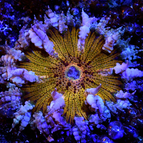 Creamsicle Rock Flower Anemone Creamsicle Rock Flower Anemone