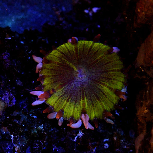 Dragon Egg Rock Flower Anemone (assorted) Dragon Egg Rock Flower Anemone (assorted)