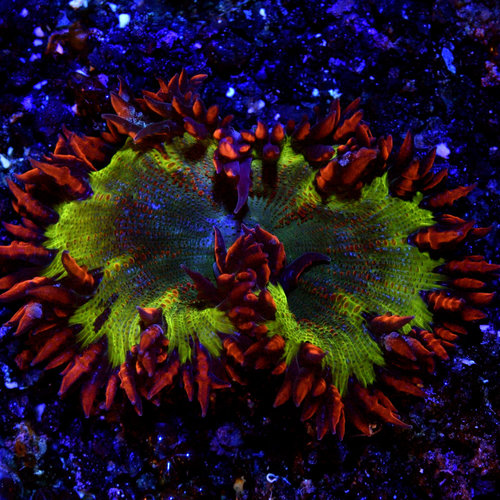 Dragon Egg Rock Flower Anemone Dragon Egg Rock Flower Anemone