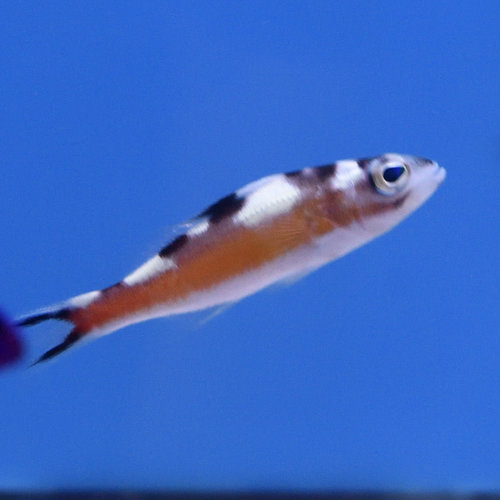 Tobacco Bass Tobacco Bass