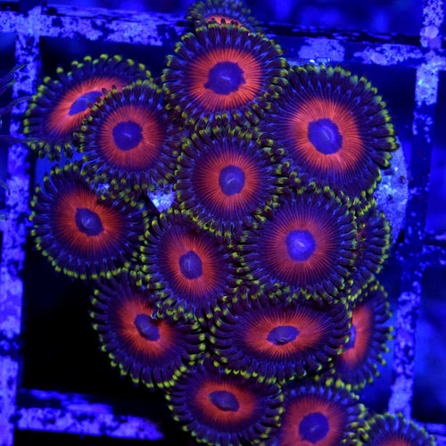 *CORAL* Electric Eagle Eye Zoanthid *CORAL* Electric Eagle Eye Zoanthid