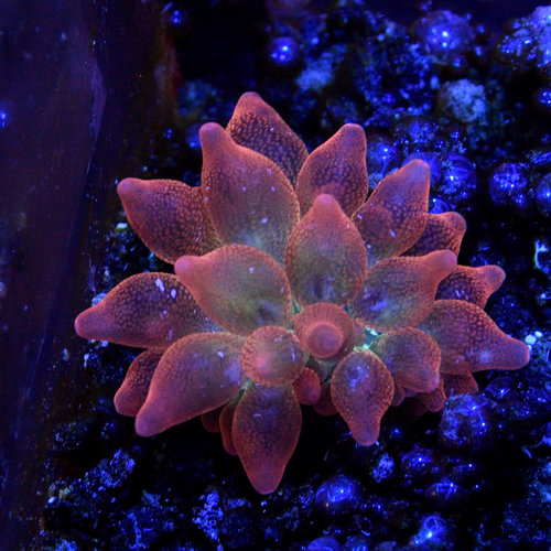 Rose Bubble Tip Anemone XS Rose Bubble Tip Anemone XS