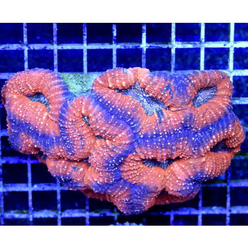 *WYSIWYG CORAL* Orange Branching Lobo XL *WYSIWYG CORAL* Orange Branching Lobo XL