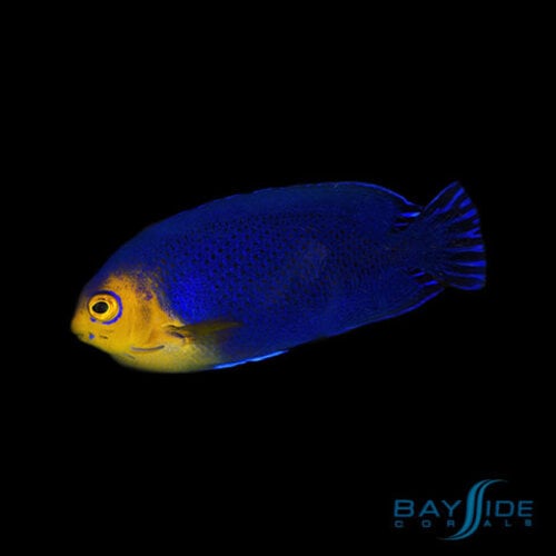 Cherub Angelfish