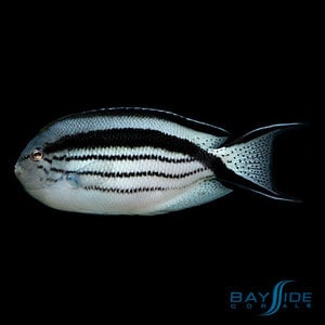 Lamarck's Angelfish Female