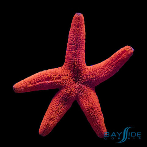 Red Fromia Starfish Red Fromia Starfish