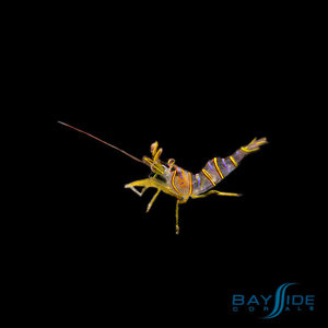 Candy Stripe Pistol Shrimp