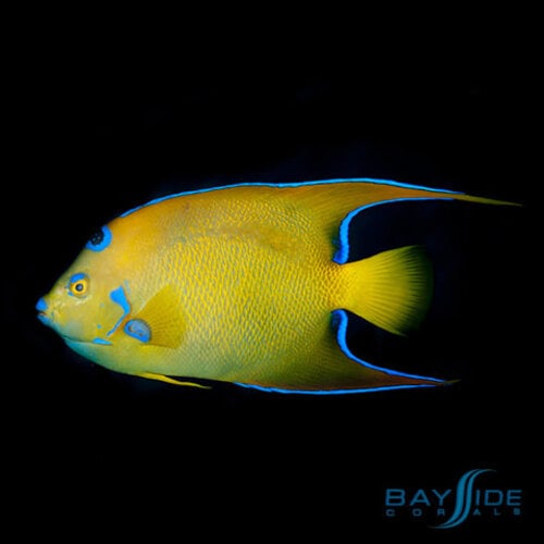 Queen Angelfish Adult