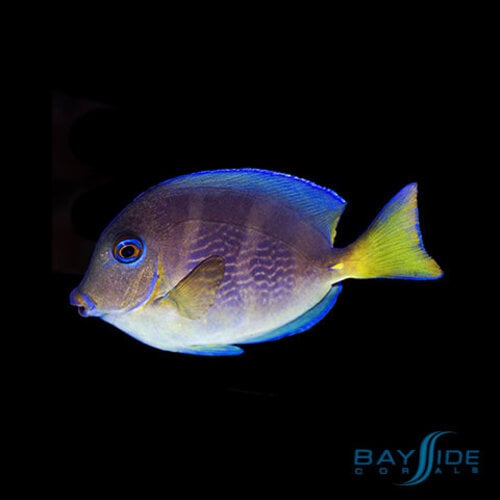 Atlantic Blue Tang Juv. Yellow