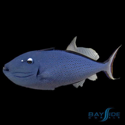 Sargassum Triggerfish Sargassum Triggerfish