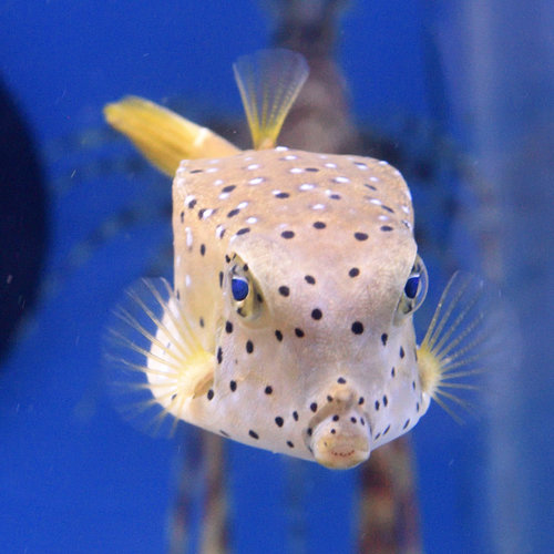 Yellow Boxfish Yellow Boxfish