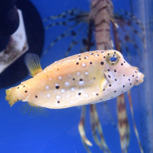 Yellow Boxfish
