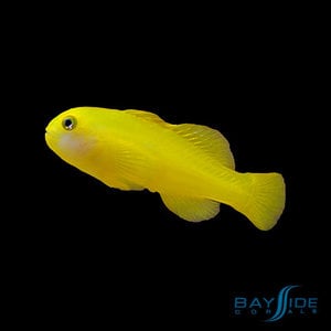 Yellow Clown Goby