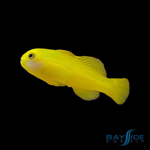 Yellow Clown Goby