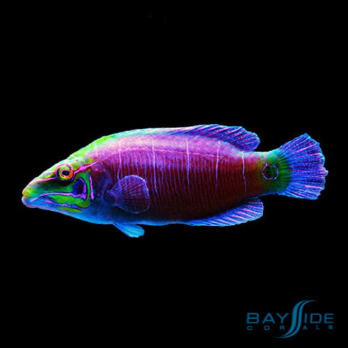 Mystery Wrasse