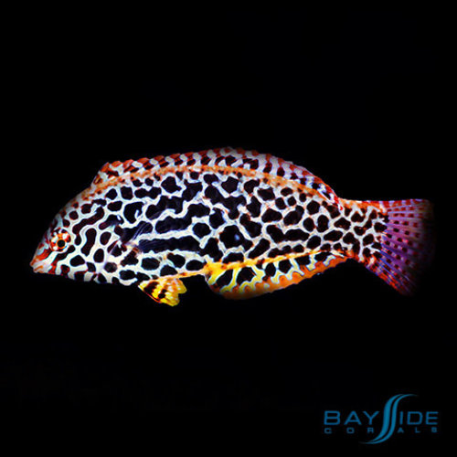 Leopard Wrasse